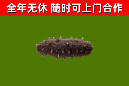 官渡回收海参干